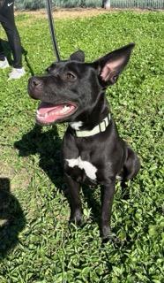 Enlarge Leia: Adoption fee waived!, a Adoptable mixed breed in Fort Myers, FL image 4/4