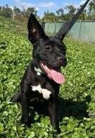 Enlarge Leia: Adoption fee waived!, a Adoptable mixed breed in Fort Myers, FL image 4/4