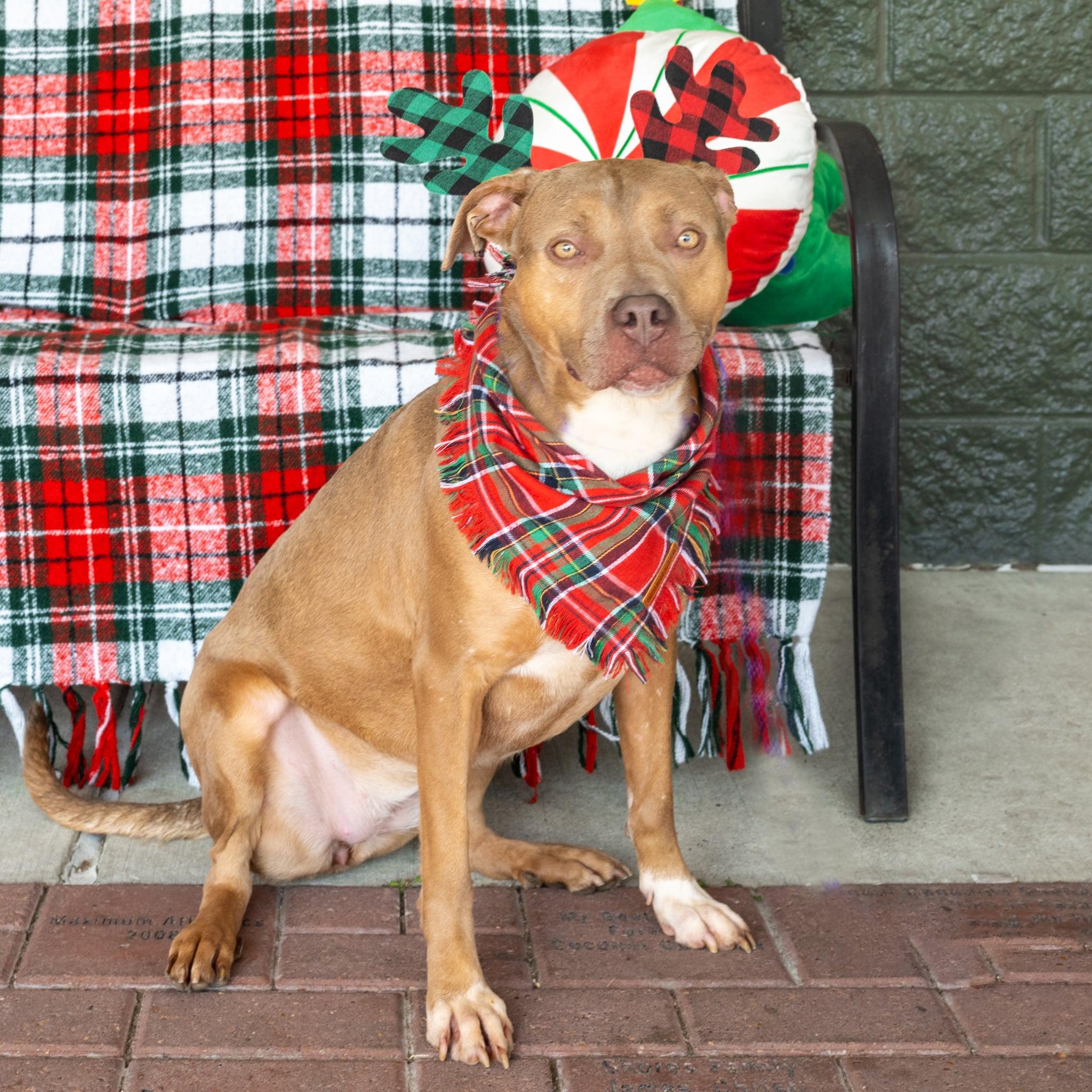 Enlarge Maggie (gentle, friendly, calm, house trained), a Adoptable mixed breed in Rossford, OH image 5/6