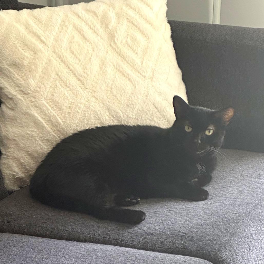 Enlarge Serenity, a Adoptable Domestic Short Hair in New York, NY image 1/6