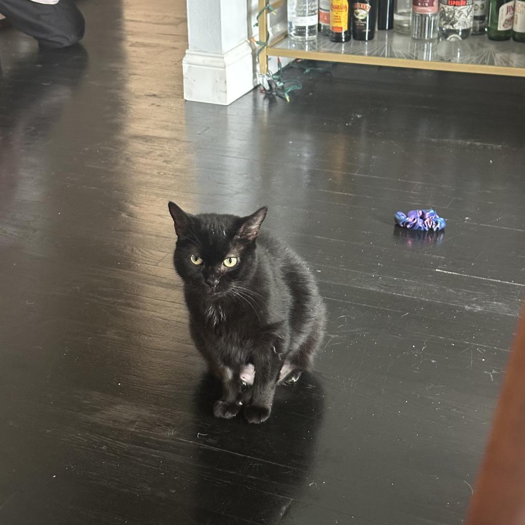 Enlarge Serenity, a Adoptable Domestic Short Hair in New York, NY image 2/6