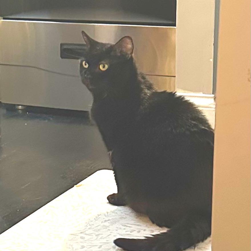 Enlarge Serenity, a Adoptable Domestic Short Hair in New York, NY image 3/6
