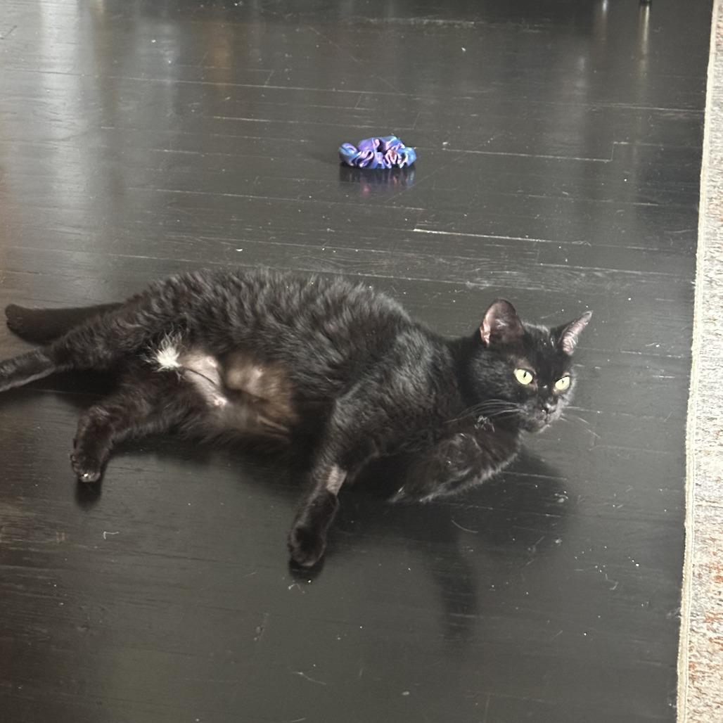 Enlarge Serenity, a Adoptable Domestic Short Hair in New York, NY image 4/6