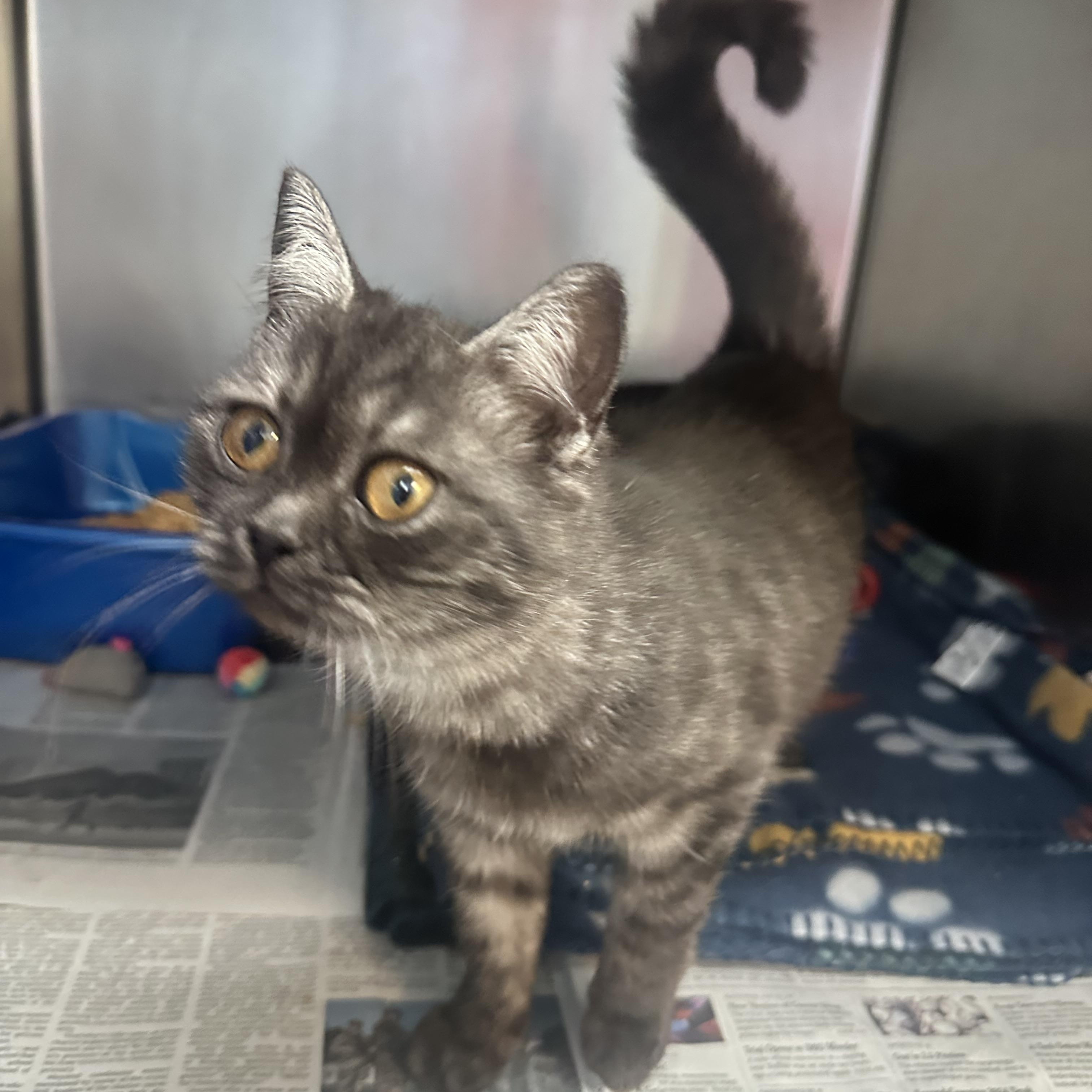 Winston & Duchess Bonded Siblings, a Adoptable Domestic Short Hair in Clifton, NJ image 3/6