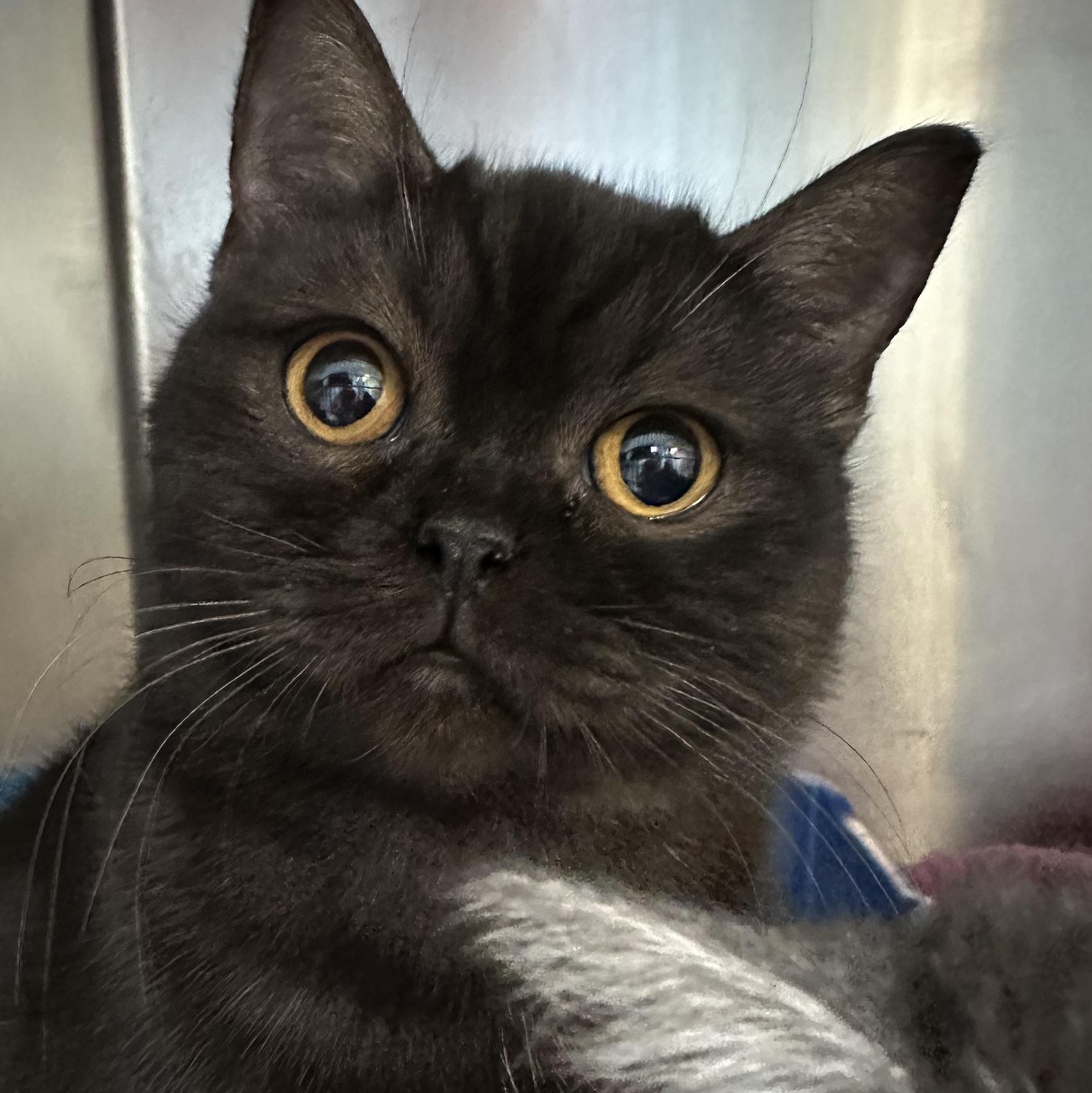 Winston & Duchess Bonded Siblings, a Adoptable Domestic Short Hair in Clifton, NJ image 4/6