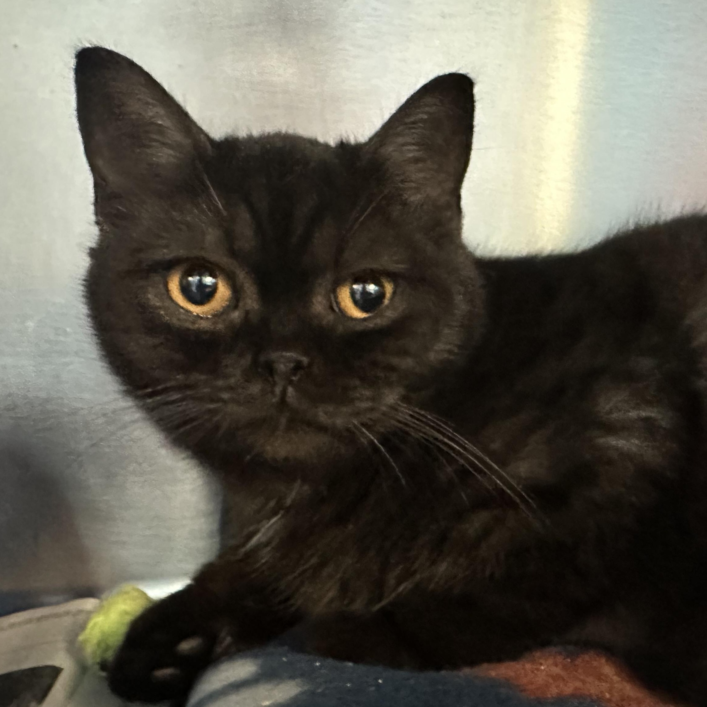 Winston & Duchess Bonded Siblings, a Adoptable Domestic Short Hair in Clifton, NJ image 5/6