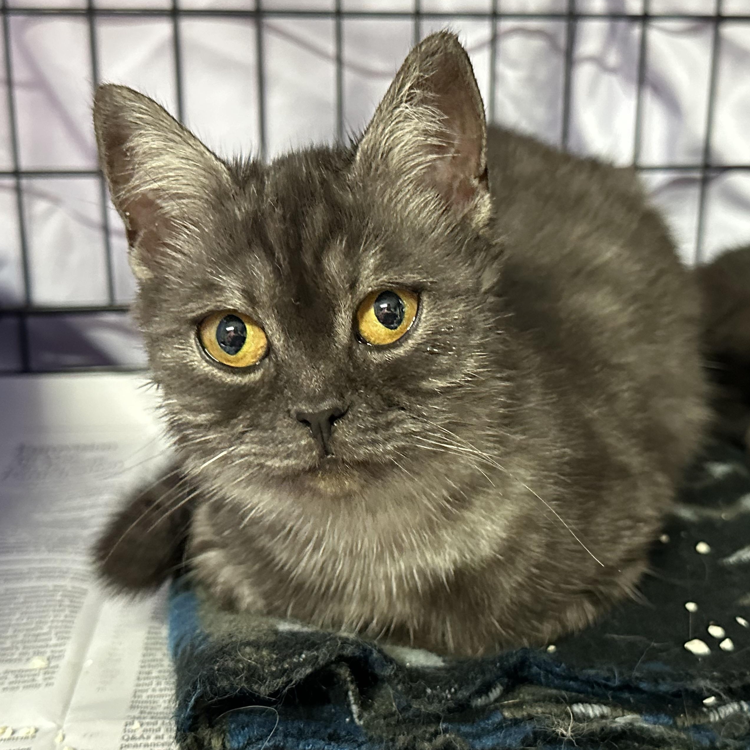 Winston & Duchess Bonded Siblings, a Adoptable Domestic Short Hair in Clifton, NJ image 6/6