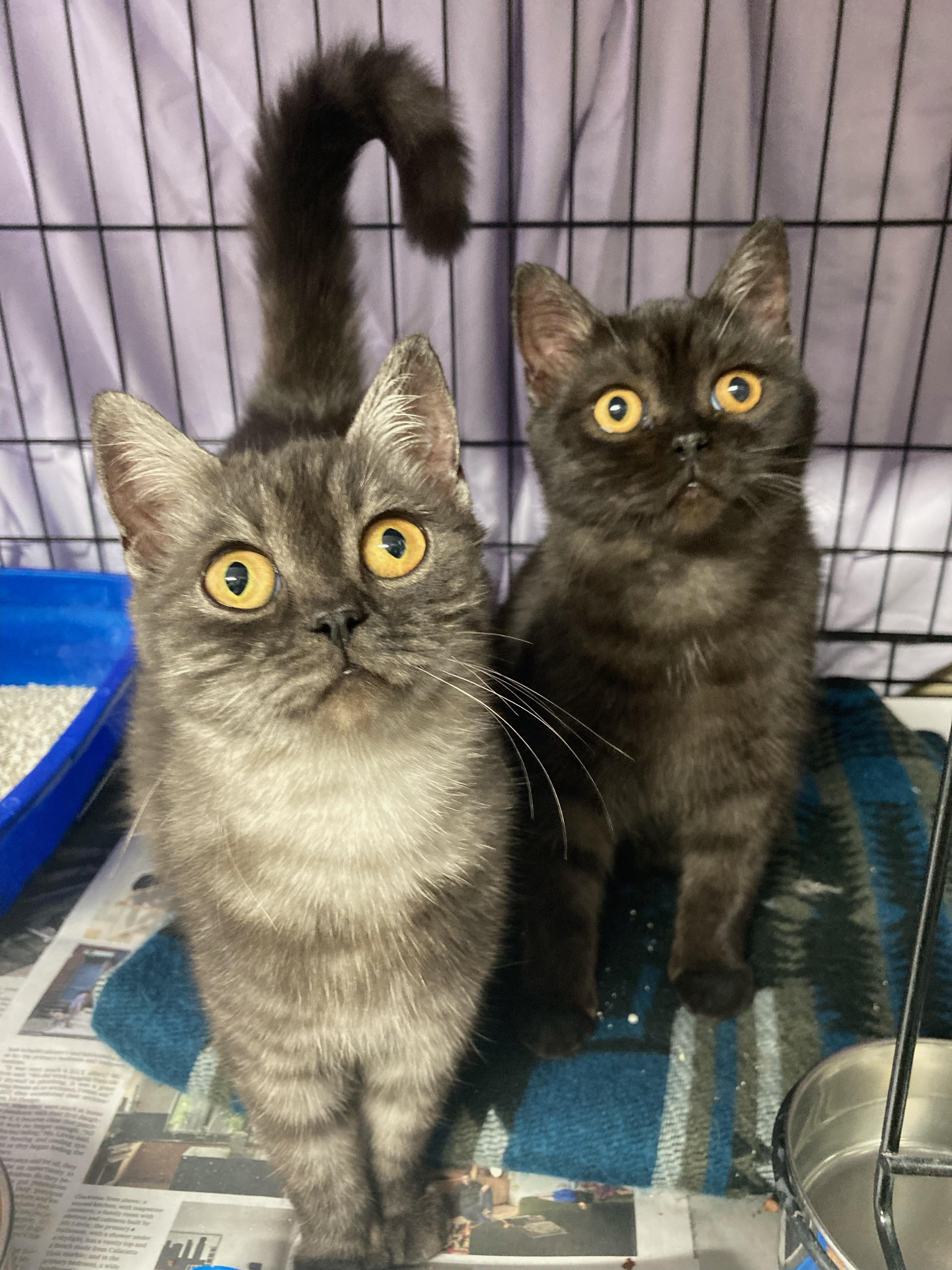 Winston & Duchess Bonded Siblings