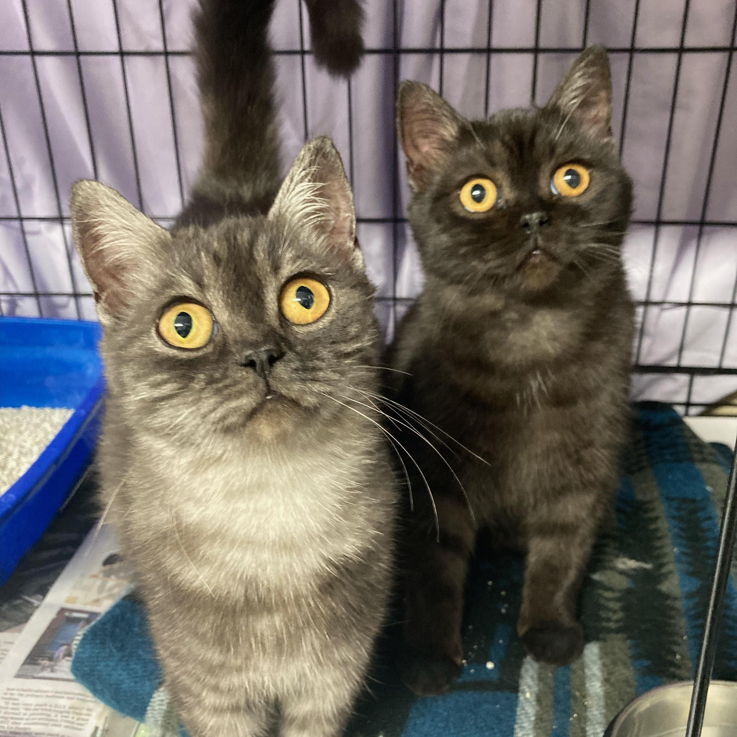 Winston & Duchess Bonded Siblings, a Adoptable Domestic Short Hair in Clifton, NJ image 1/6