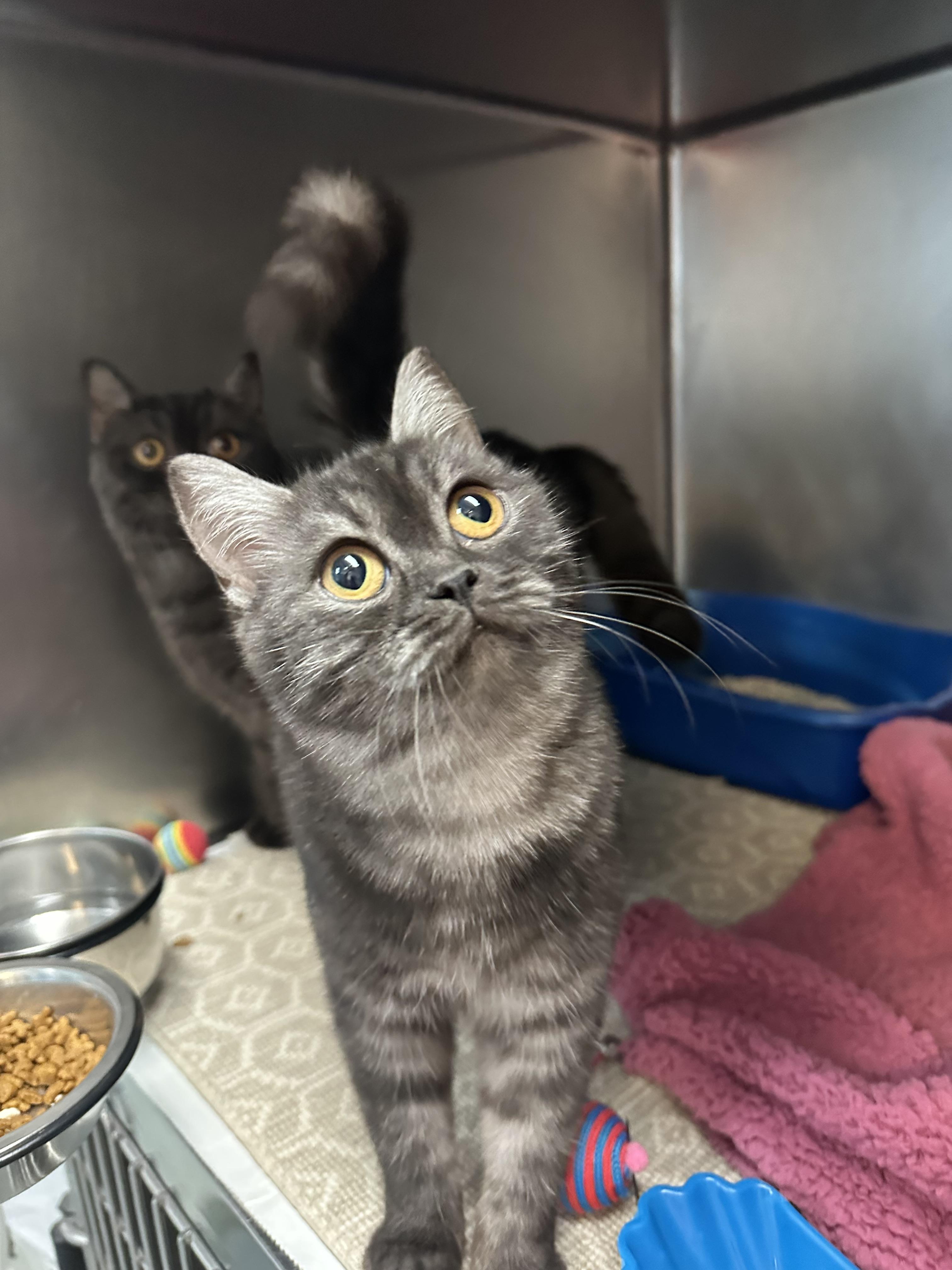 Winston & Duchess Bonded Siblings, a Adoptable Domestic Short Hair in Clifton, NJ image 2/6