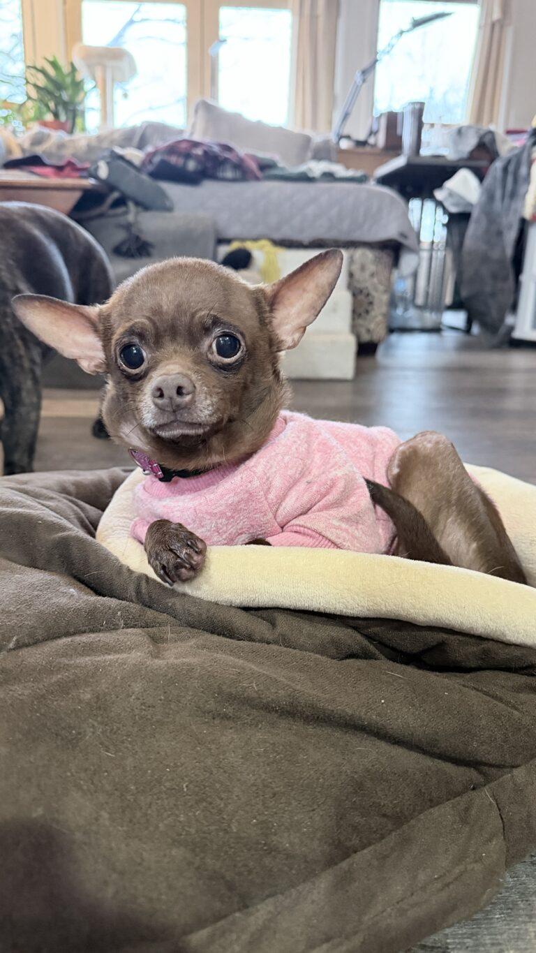 Enlarge Tula Pink, an adopted mixed breed in Knoxville, TN image 1/6