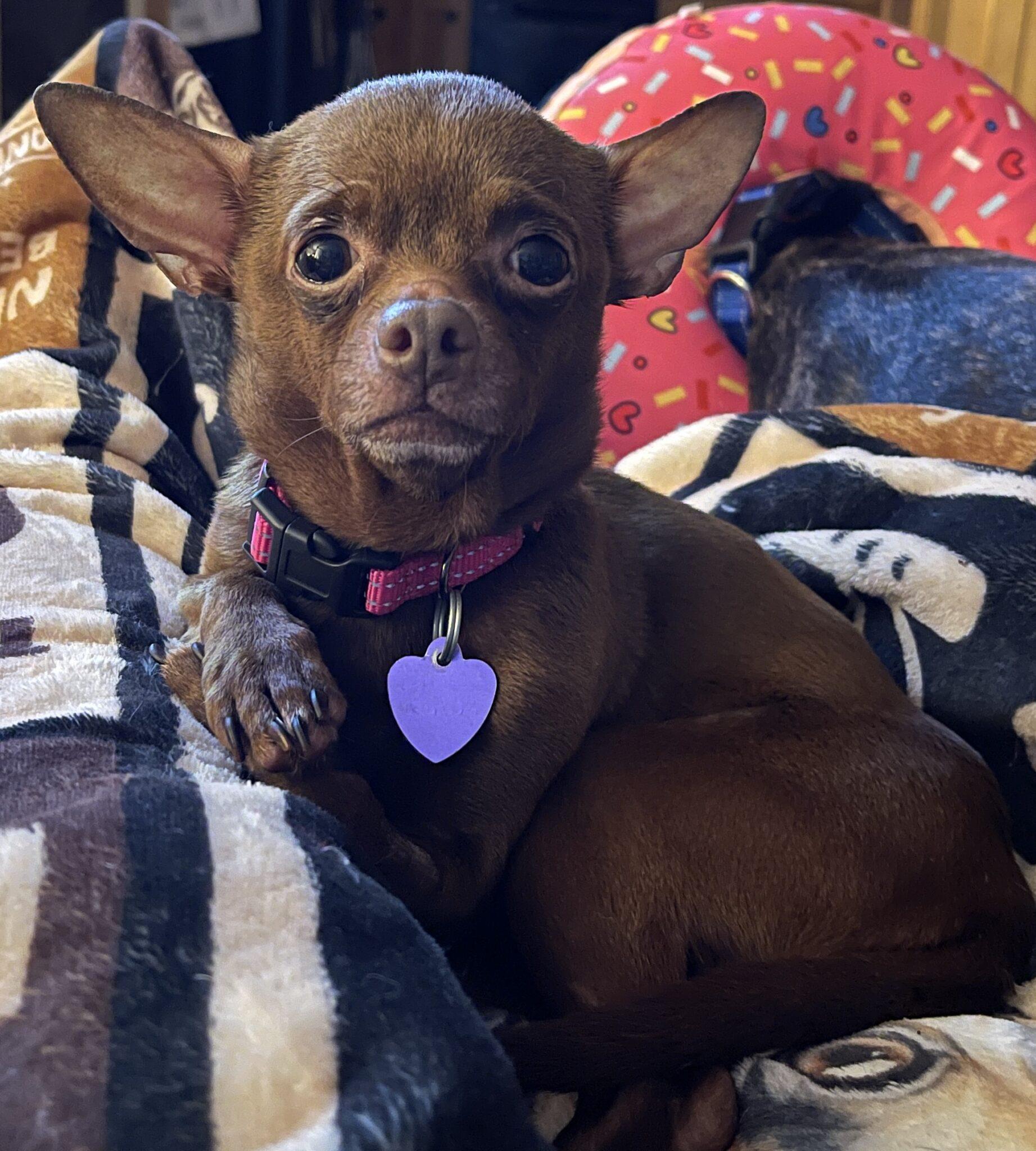 Enlarge Tula Pink, an adopted mixed breed in Knoxville, TN image 2/6