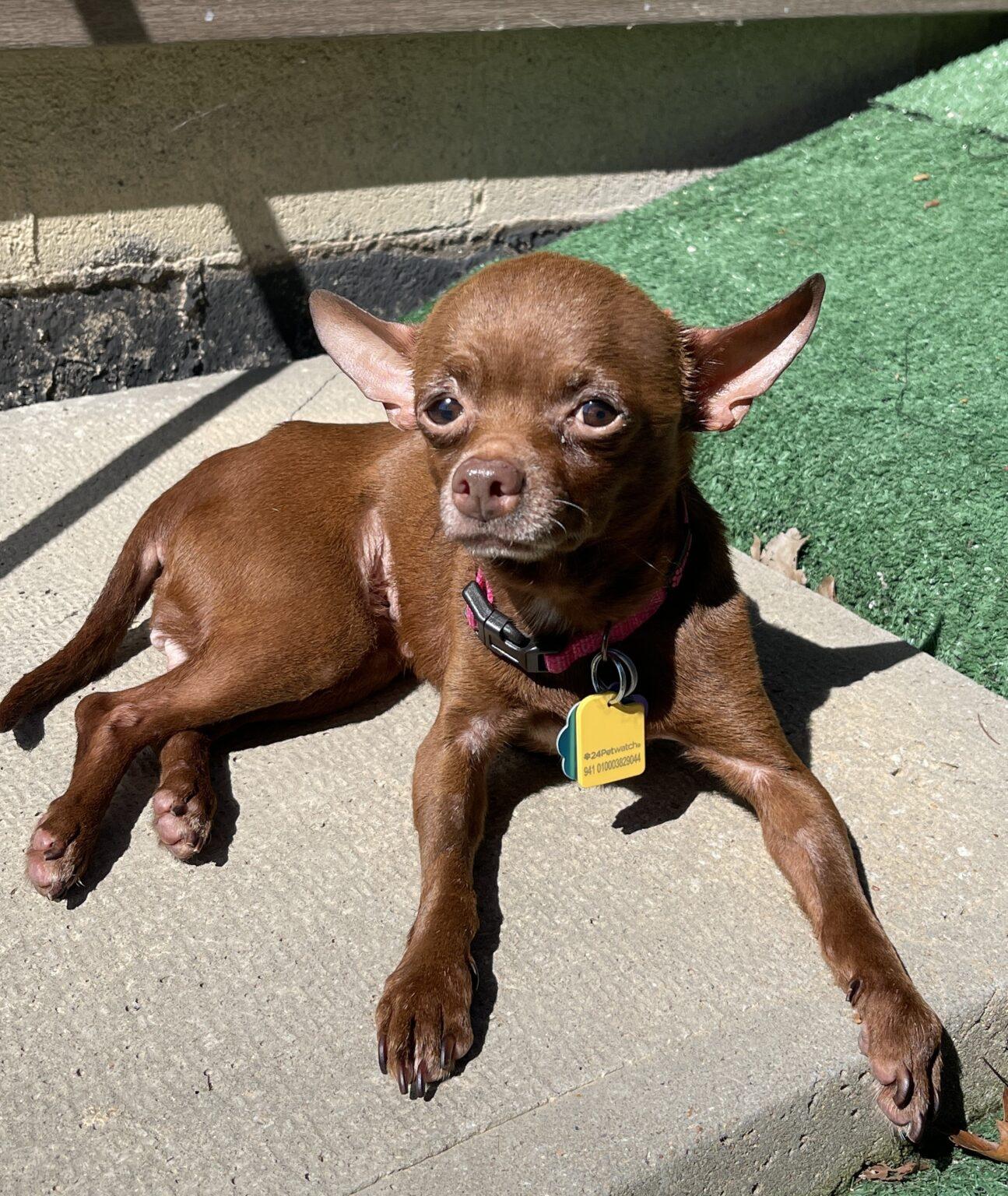 Enlarge Tula Pink, an adopted mixed breed in Knoxville, TN image 3/6