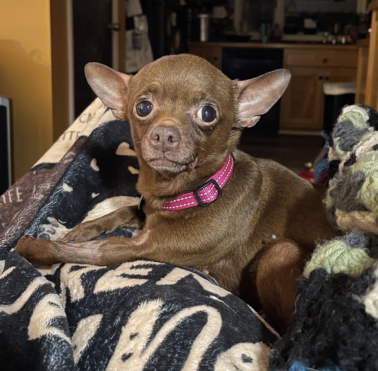 Enlarge Tula Pink, an adopted mixed breed in Knoxville, TN image 4/6