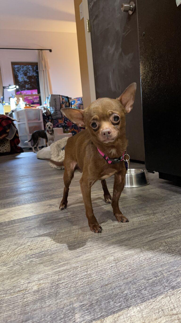 Enlarge Tula Pink, an adopted mixed breed in Knoxville, TN image 5/6