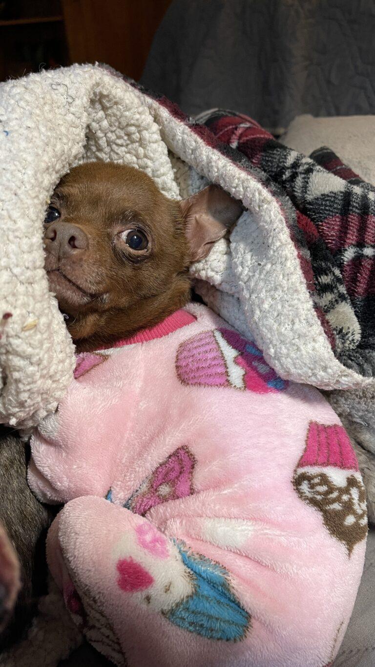 Enlarge Tula Pink, an adopted mixed breed in Knoxville, TN image 6/6