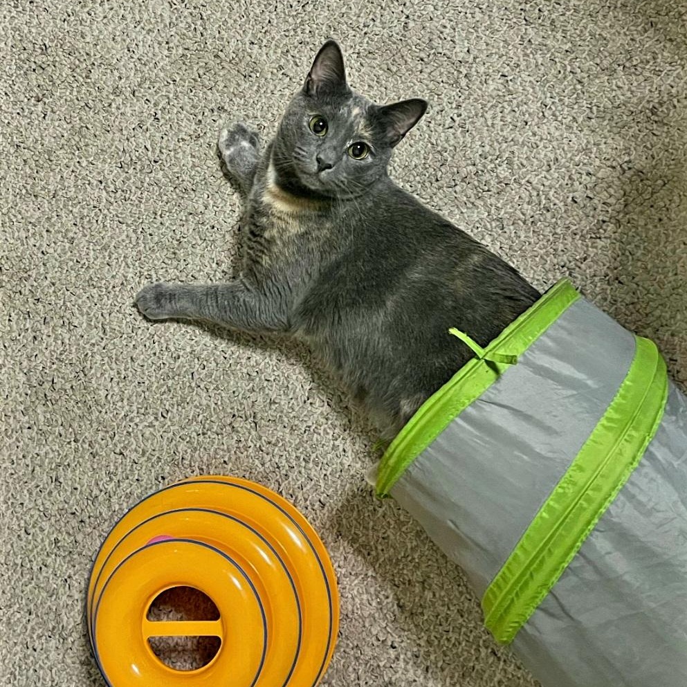 Enlarge Honey, a Adoptable Dilute Calico in Staten Island, NY image 2/6