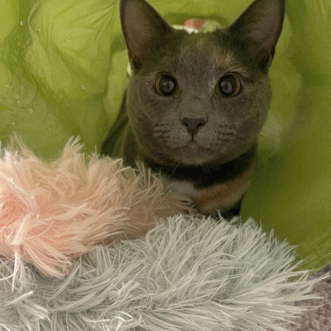 Enlarge Honey, a Adoptable Dilute Calico in Staten Island, NY image 3/6