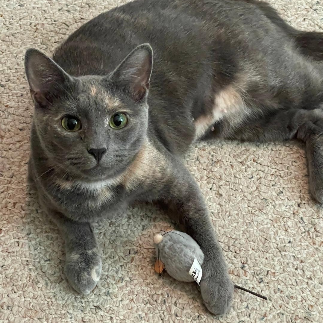 Enlarge Honey, a Adoptable Dilute Calico in Staten Island, NY image 1/6