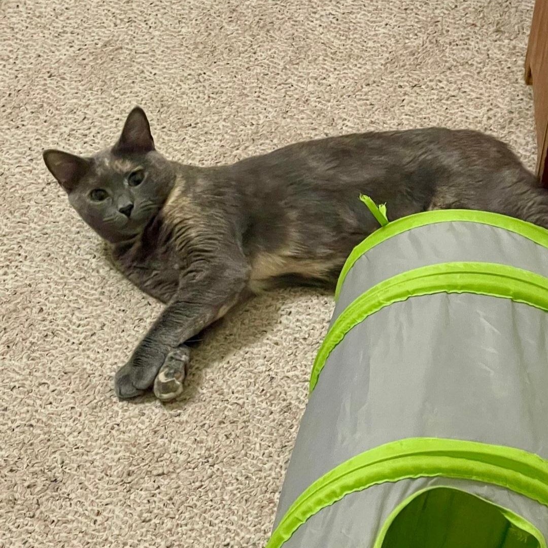 Enlarge Honey, a Adoptable Dilute Calico in Staten Island, NY image 4/6