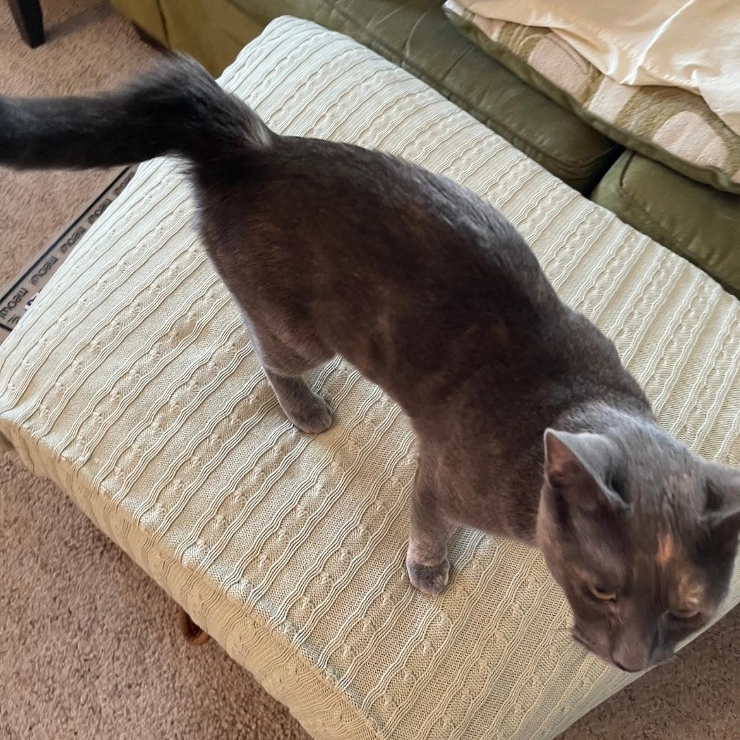 Enlarge Honey, a Adoptable Dilute Calico in Staten Island, NY image 6/6