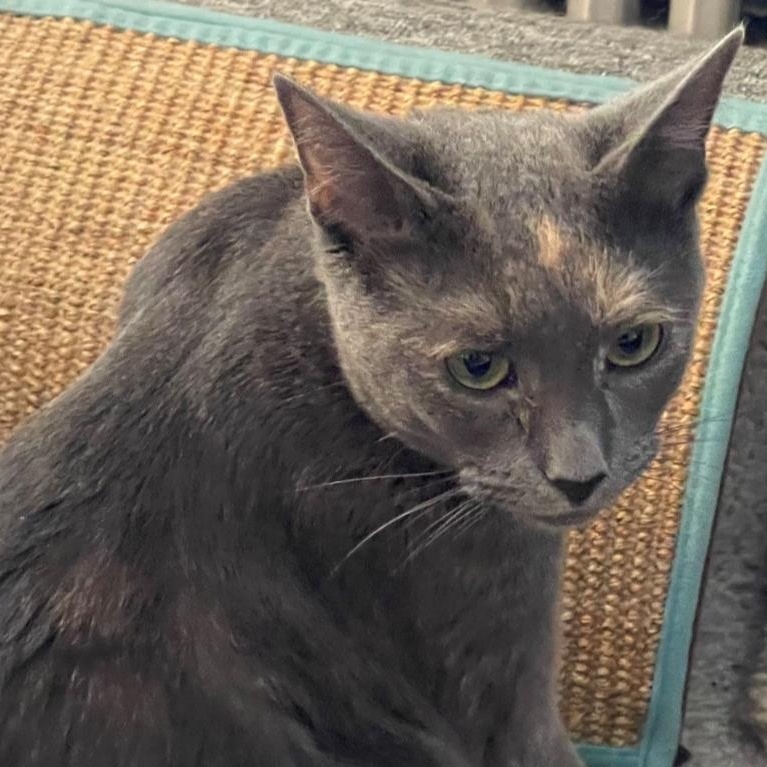 Enlarge Honey, a Adoptable Dilute Calico in Staten Island, NY image 5/6