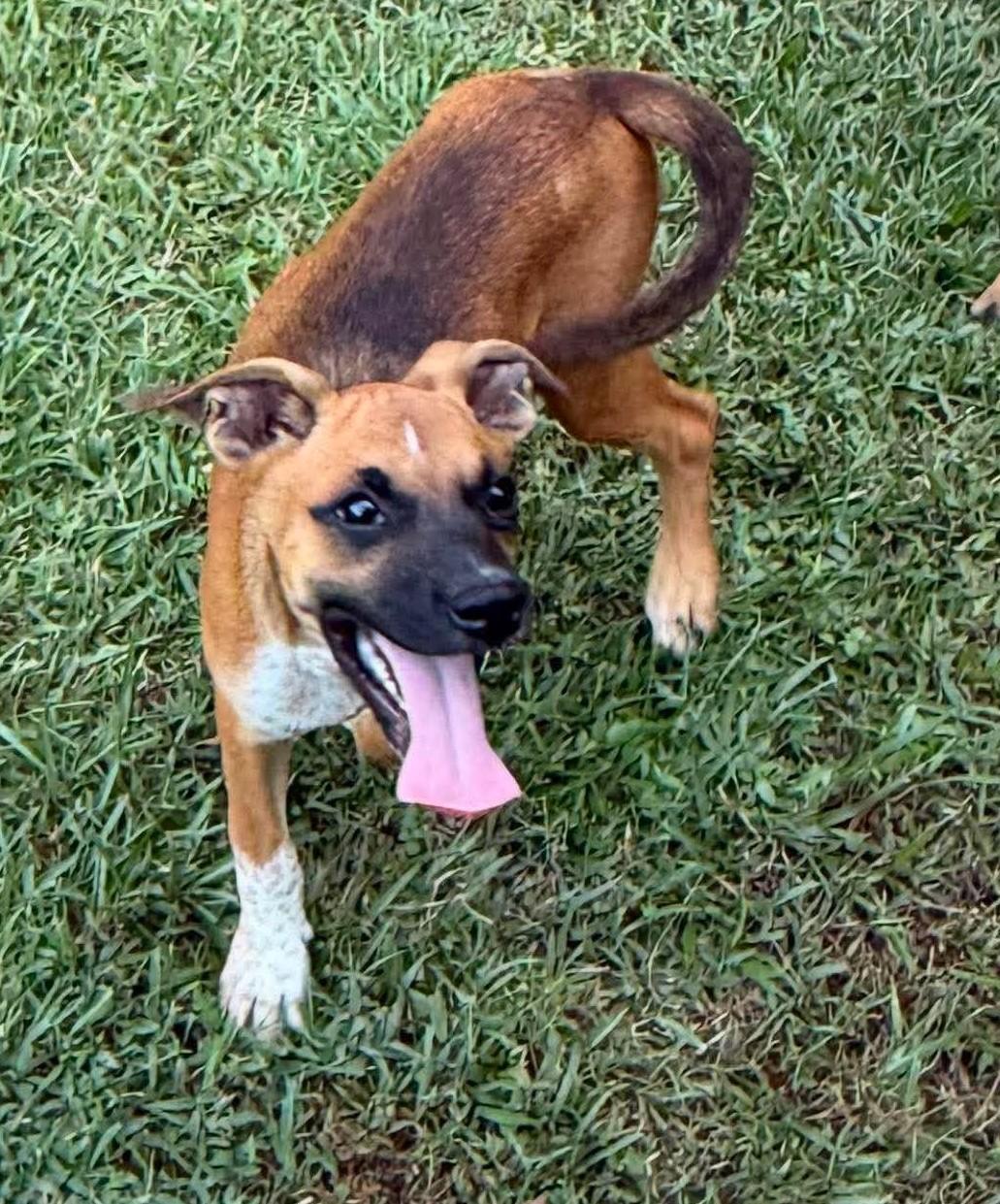 Enlarge Foxy, a ADOPTABLE Mixed Breed in Northwood, NH image 2/4