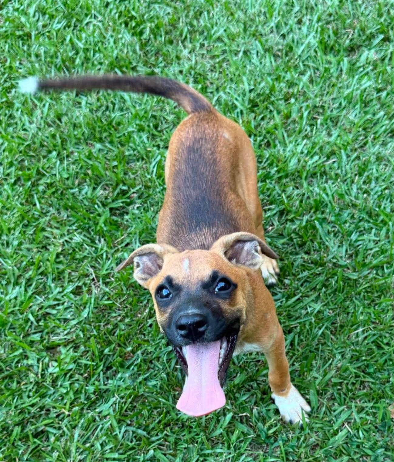 Enlarge Foxy, a ADOPTABLE Mixed Breed in Northwood, NH image 3/4
