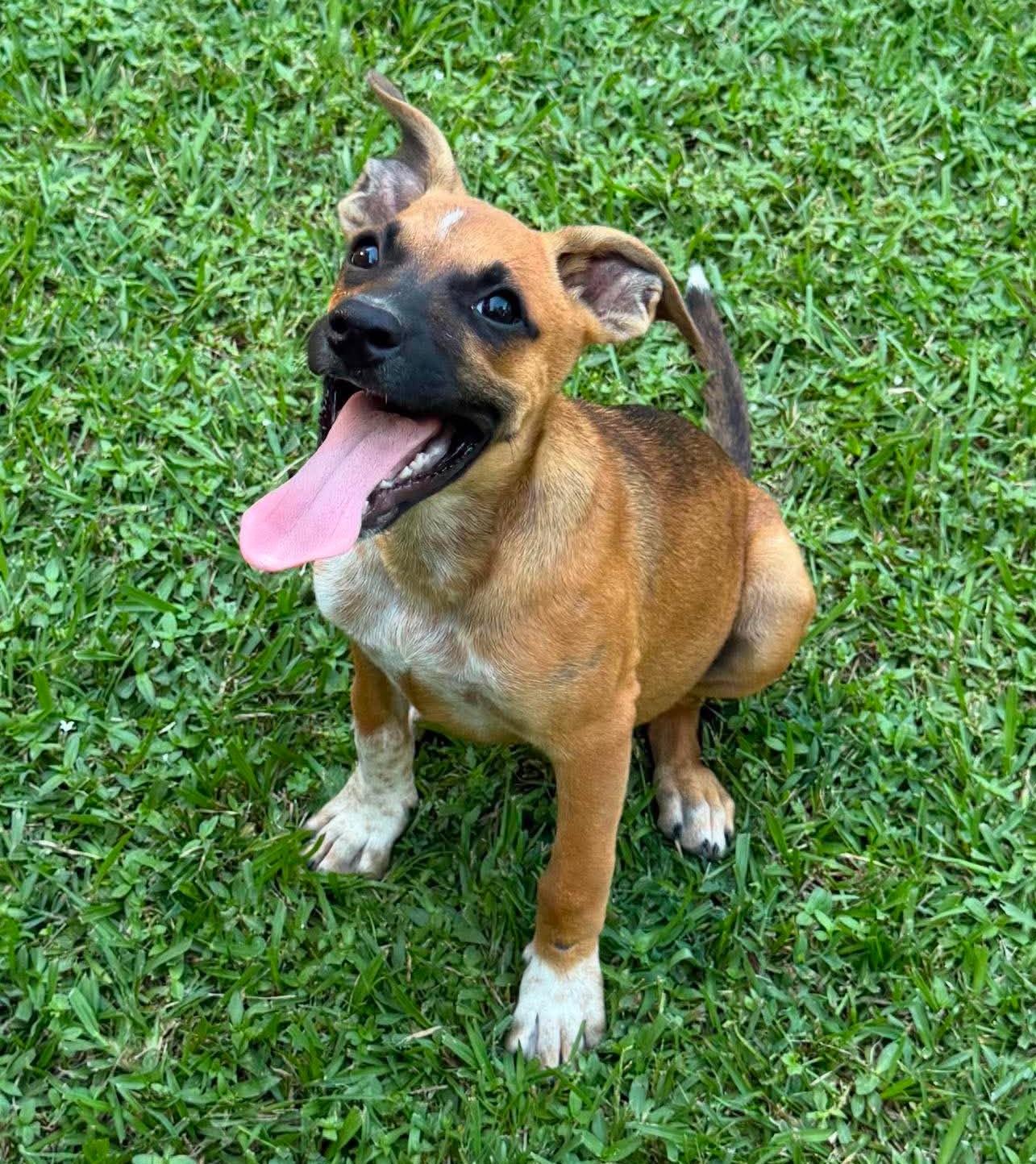 Enlarge Foxy, a ADOPTABLE Mixed Breed in Northwood, NH image 4/4