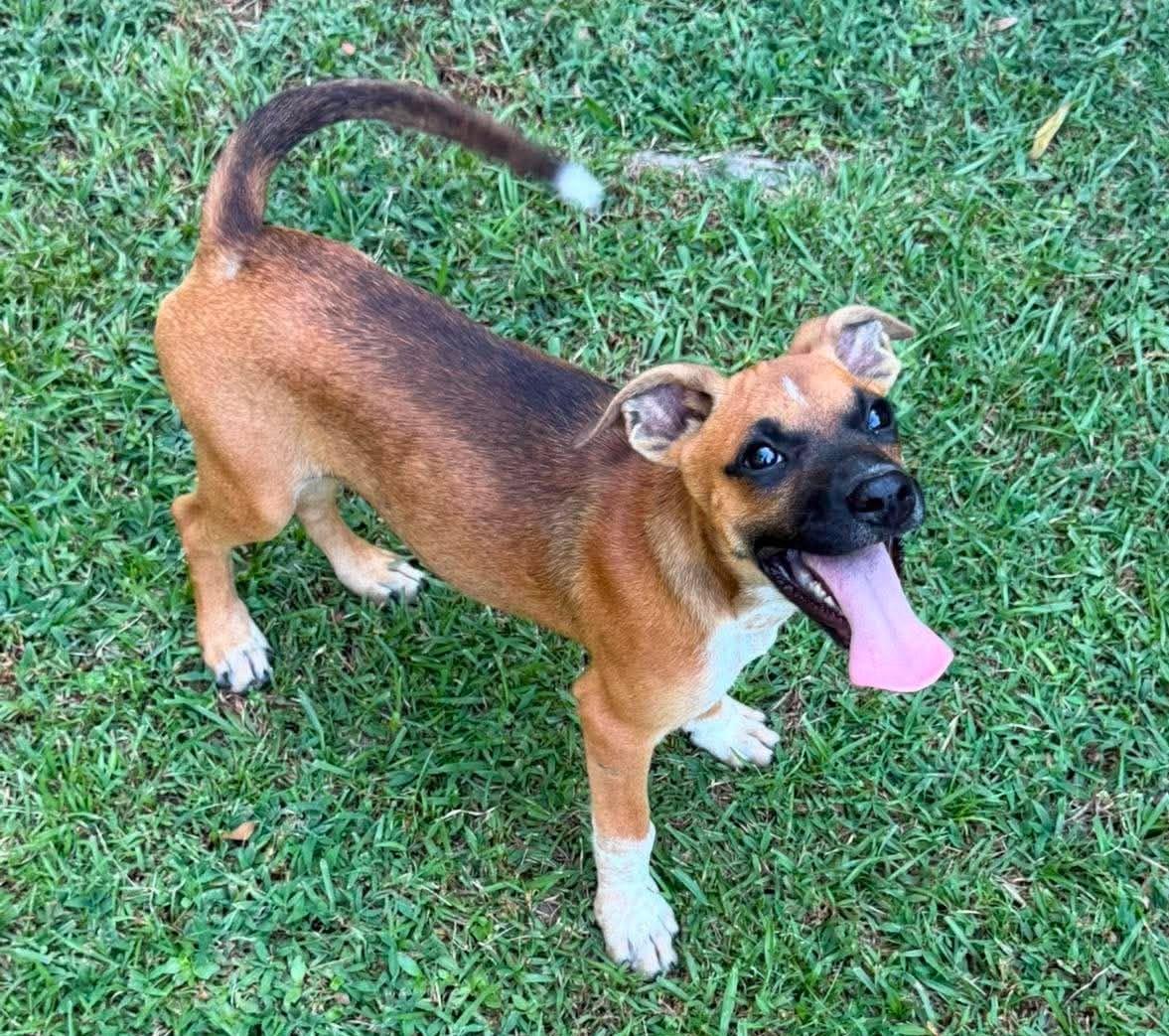 Enlarge Foxy, a ADOPTABLE Mixed Breed in Northwood, NH image 1/4