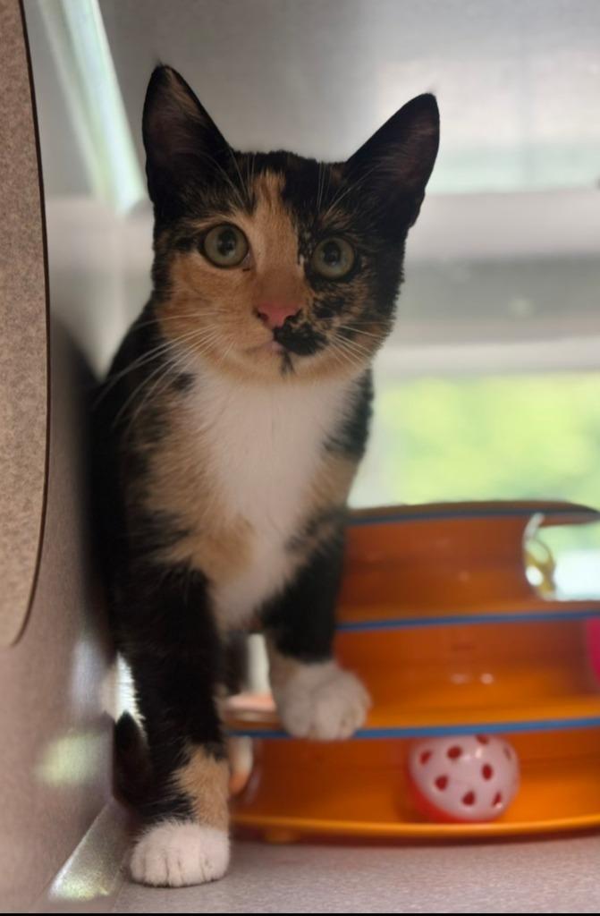 Harmonica, Adoptable, Kitten Female Domestic Short Hair.