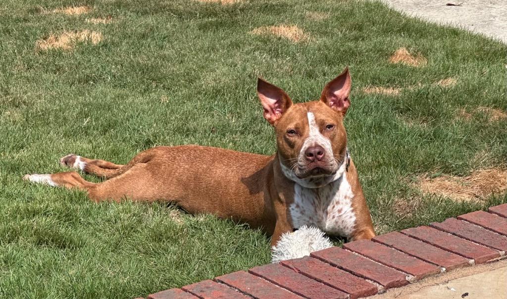 Enlarge Percy, a Adoptable mixed breed in Newnan, GA image 3/4