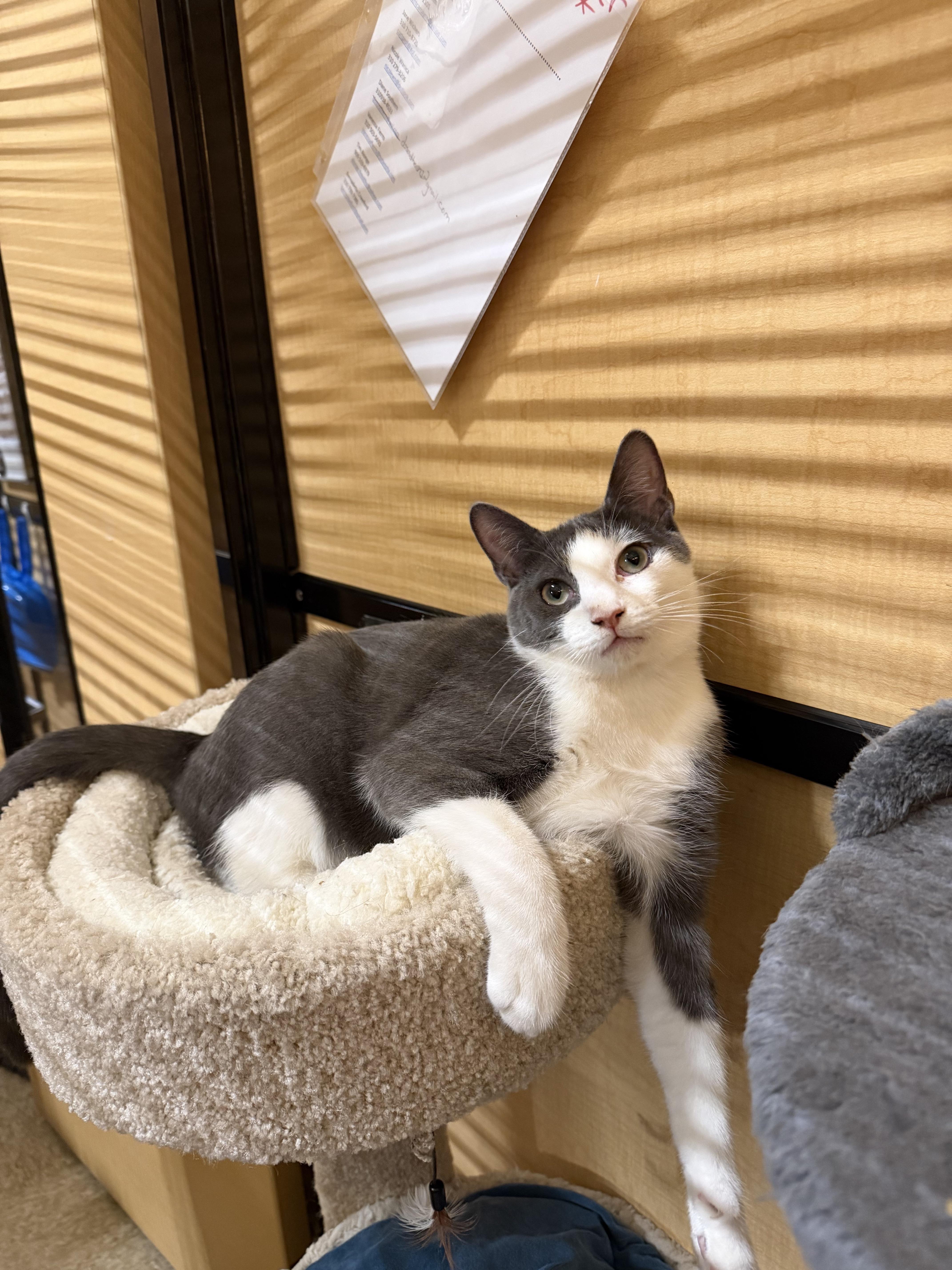Enlarge Gnocchi (Bonded to Orzo), a Adoptable Domestic Short Hair in Manhattan Beach, CA image 1/3