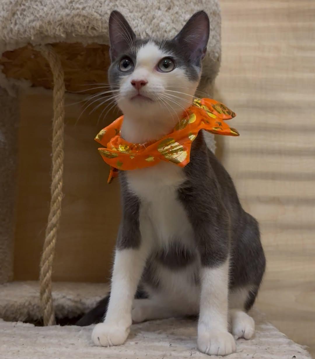 Enlarge Gnocchi (Bonded to Orzo), a Adoptable Domestic Short Hair in Manhattan Beach, CA image 3/3