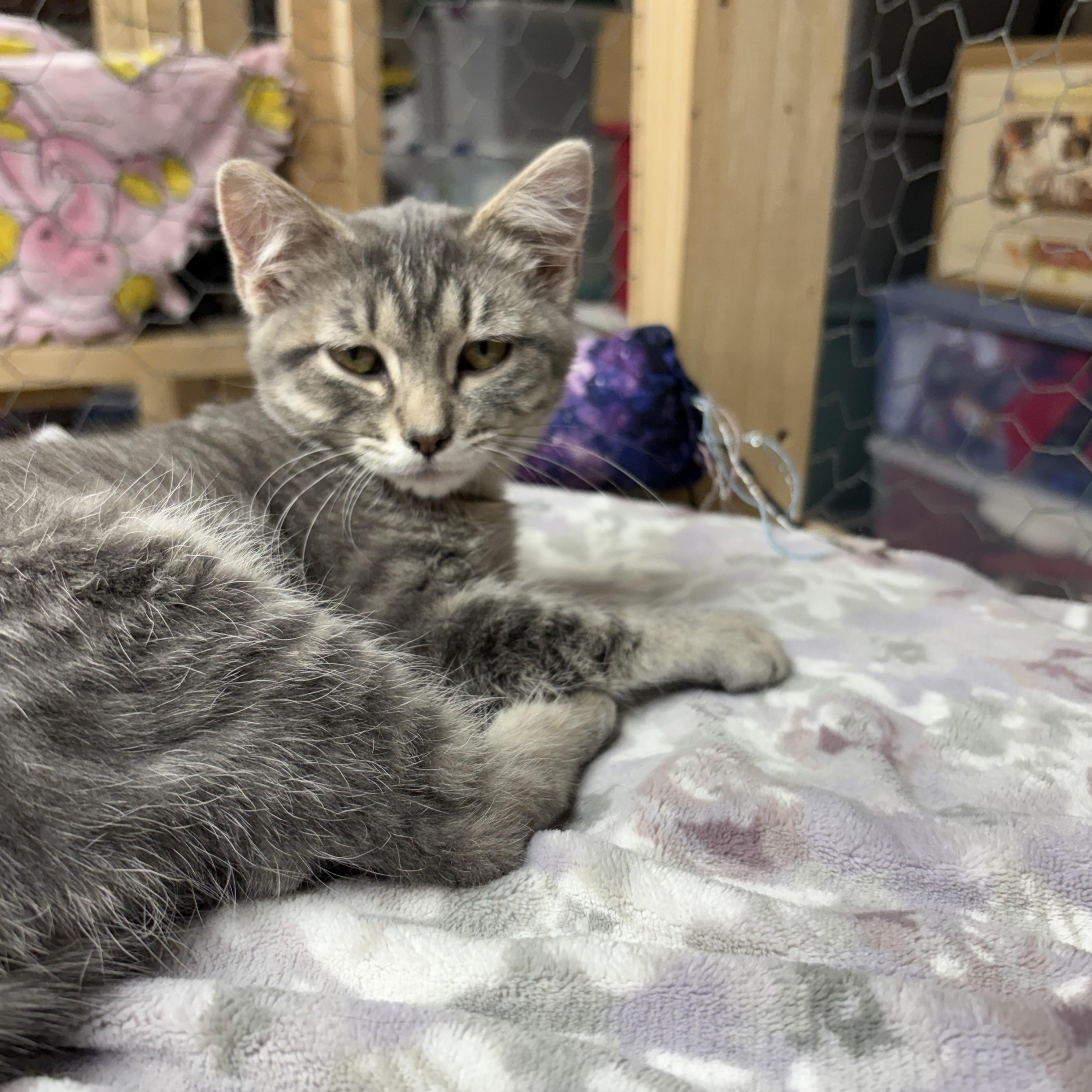 Enlarge Lovey, a Adoptable Domestic Short Hair in Faribault, MN image 1/2
