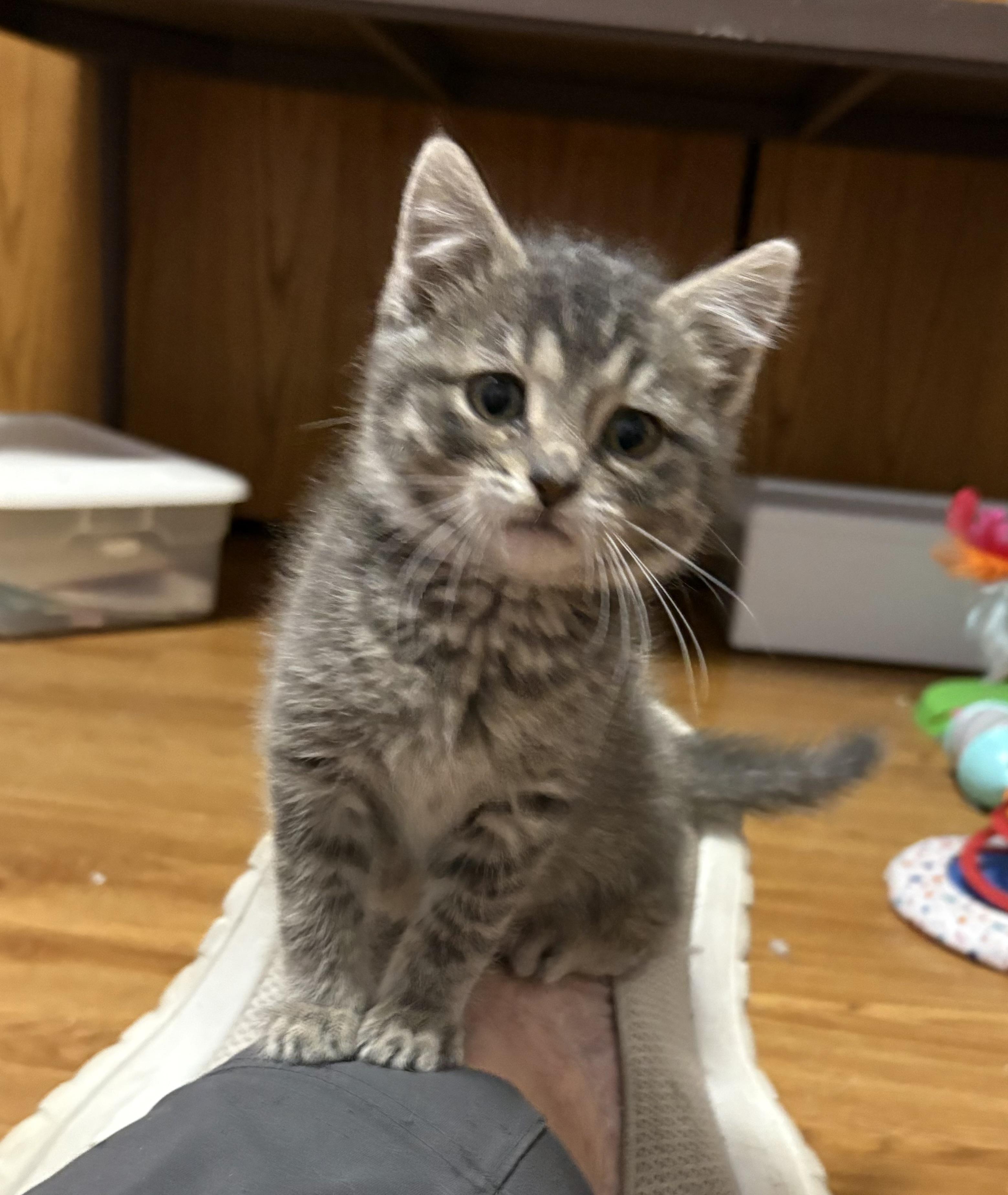 Enlarge Lovey, a Adoptable Domestic Short Hair in Faribault, MN image 2/2