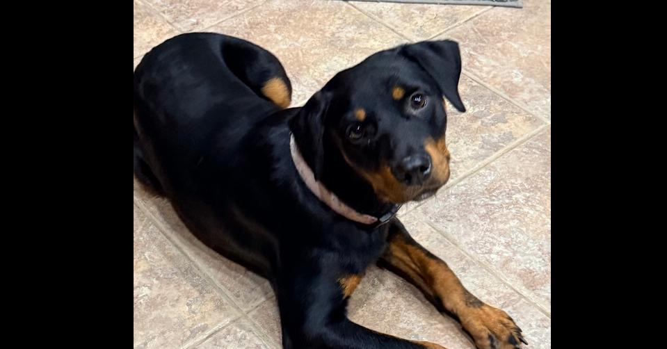 Maggy, Adoptable, Puppy Female Rottweiler.