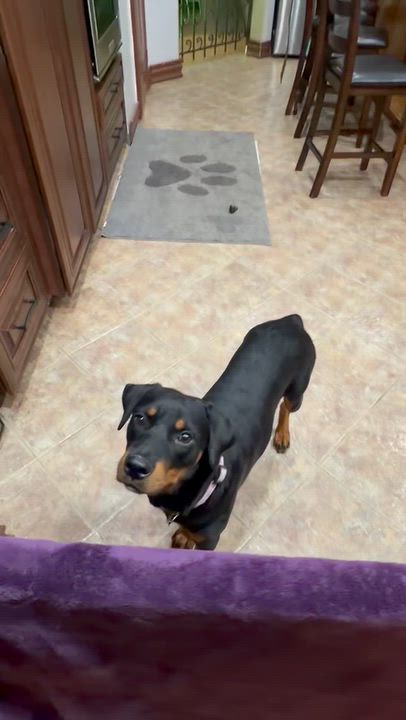 Enlarge Maggy, a Adoptable Rottweiler in Gilbert, AZ video 2/2