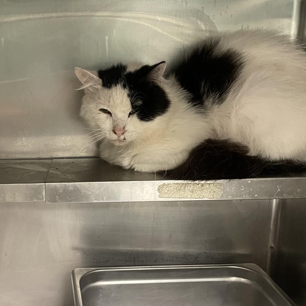 Enlarge Milkweed, a Adoptable mixed breed in Galax, VA image 1/1