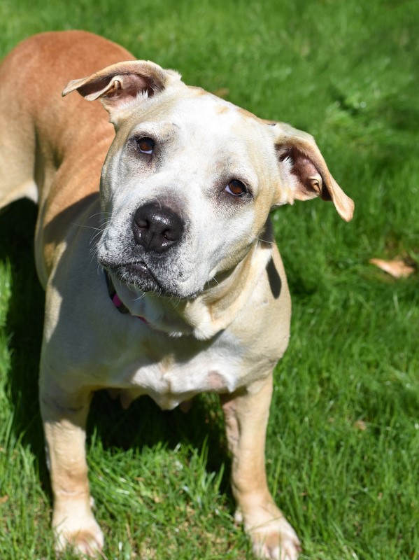 Kali, an adoptable mixed breed in Conroe, TX image 1/6