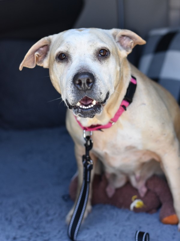 Kali, an adoptable mixed breed in Conroe, TX image 4/6