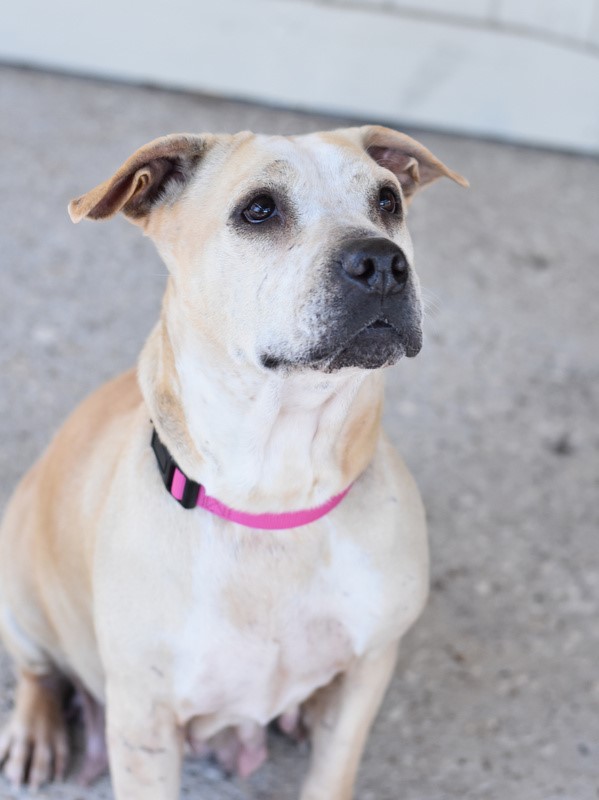 Kali, an adoptable mixed breed in Conroe, TX image 6/6