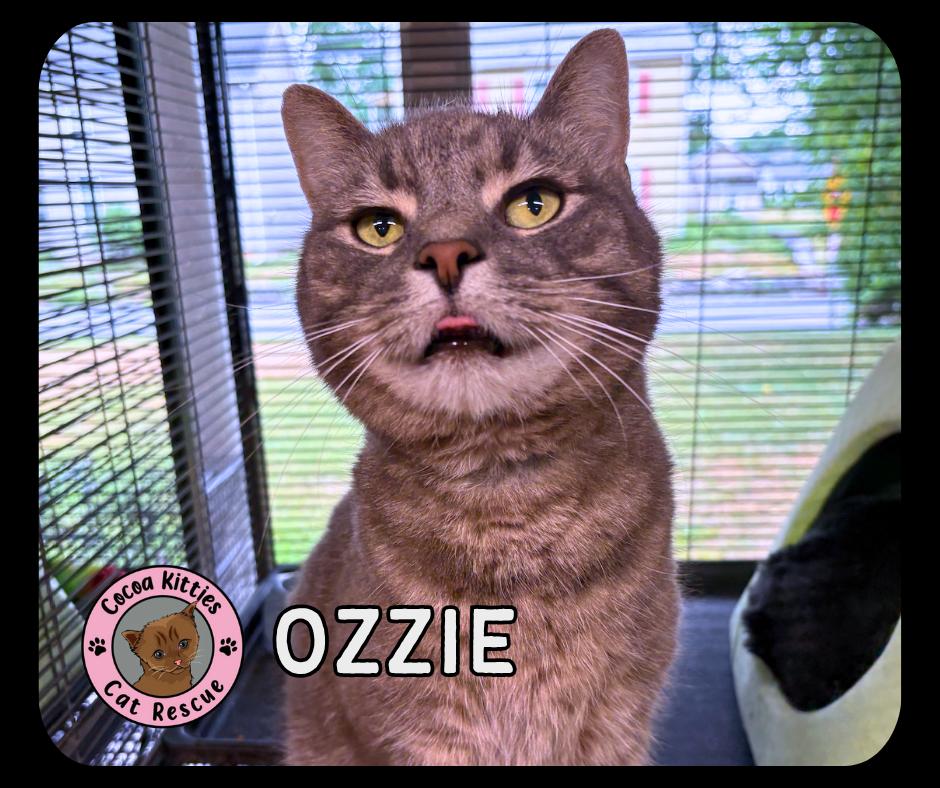 Ozzie, Adopted, Senior Male Domestic Short Hair.