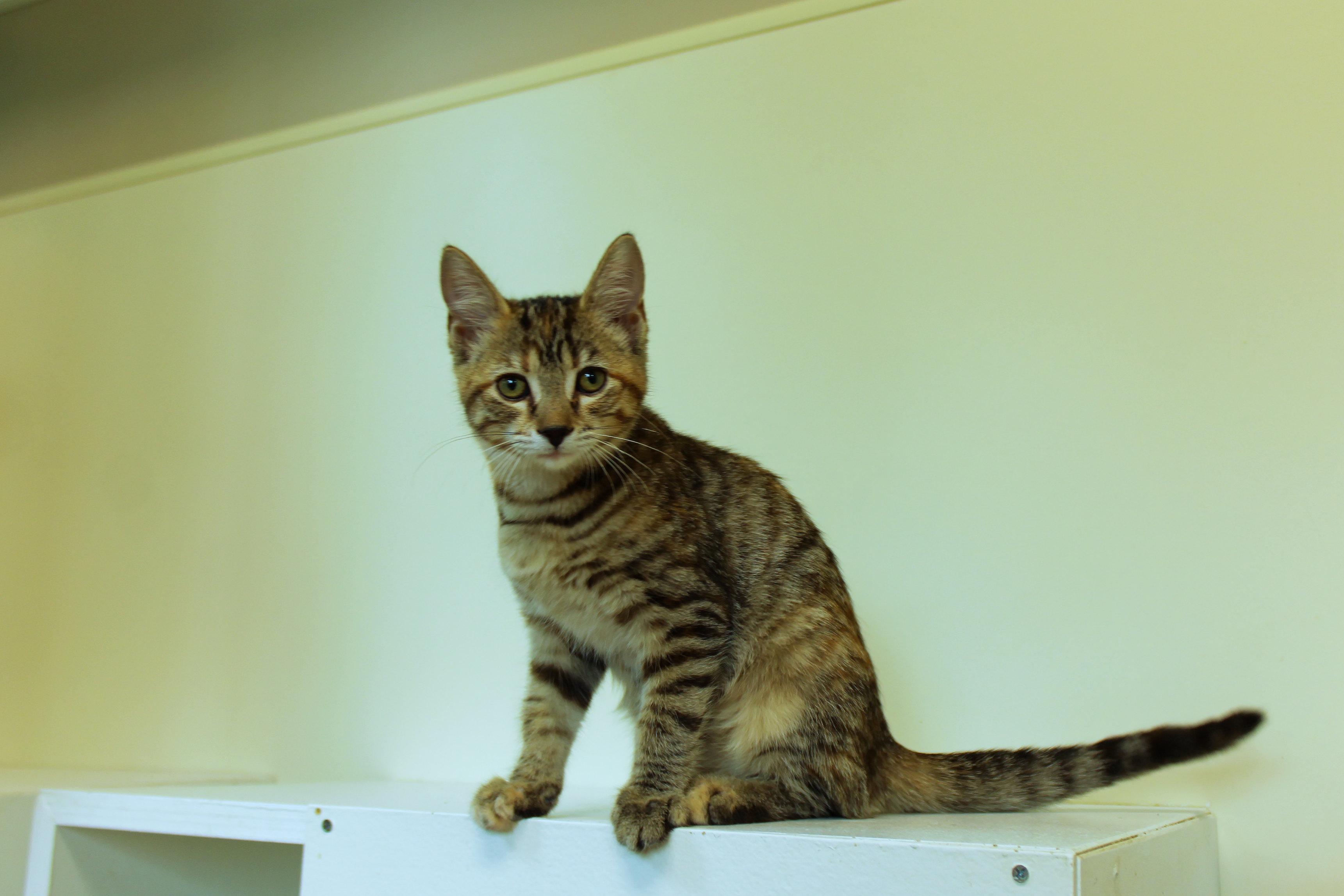 Enlarge Brittany, a ADOPTABLE Domestic Short Hair in Urbana, OH image 6/6