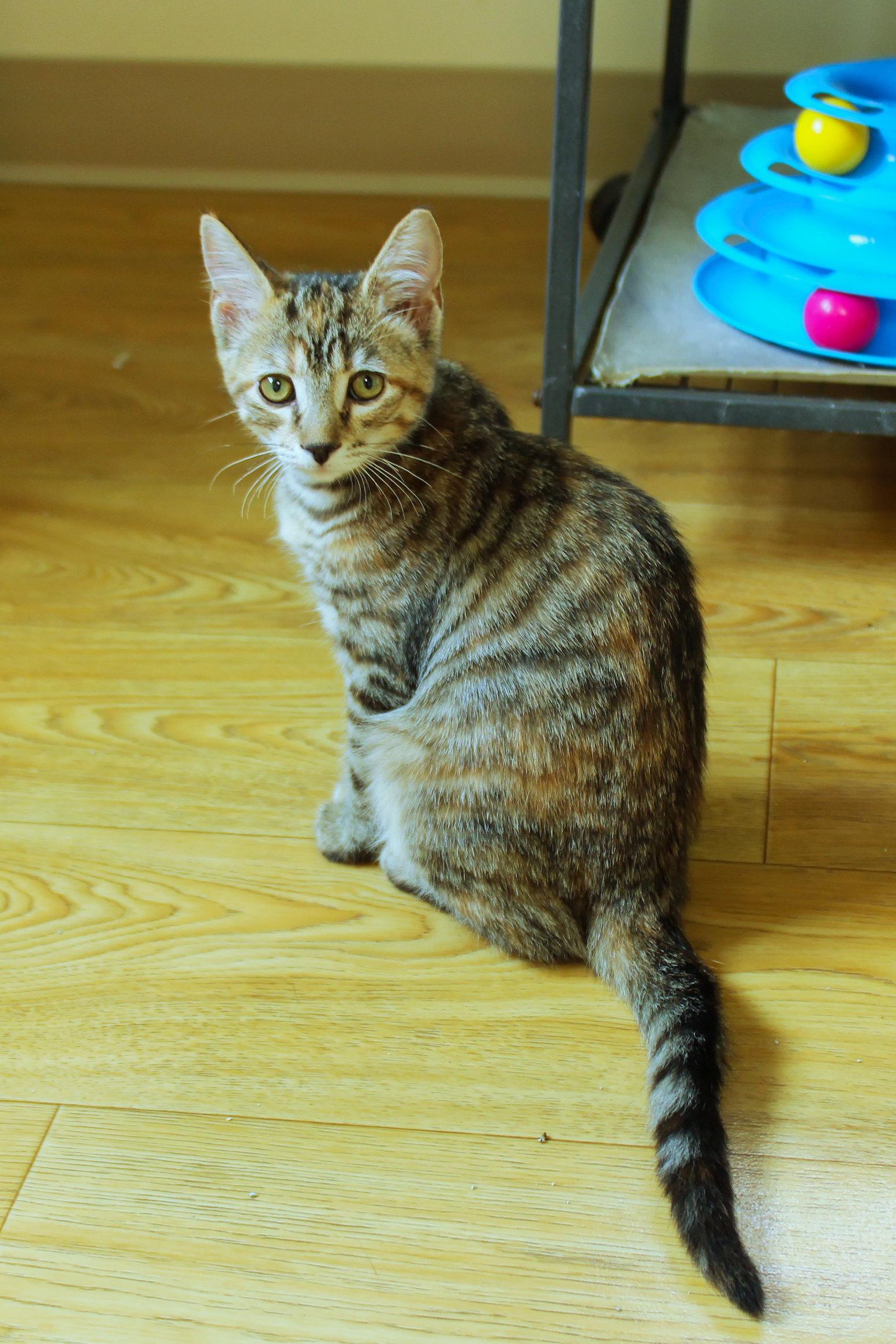 Enlarge Brittany, a ADOPTABLE Domestic Short Hair in Urbana, OH image 3/6