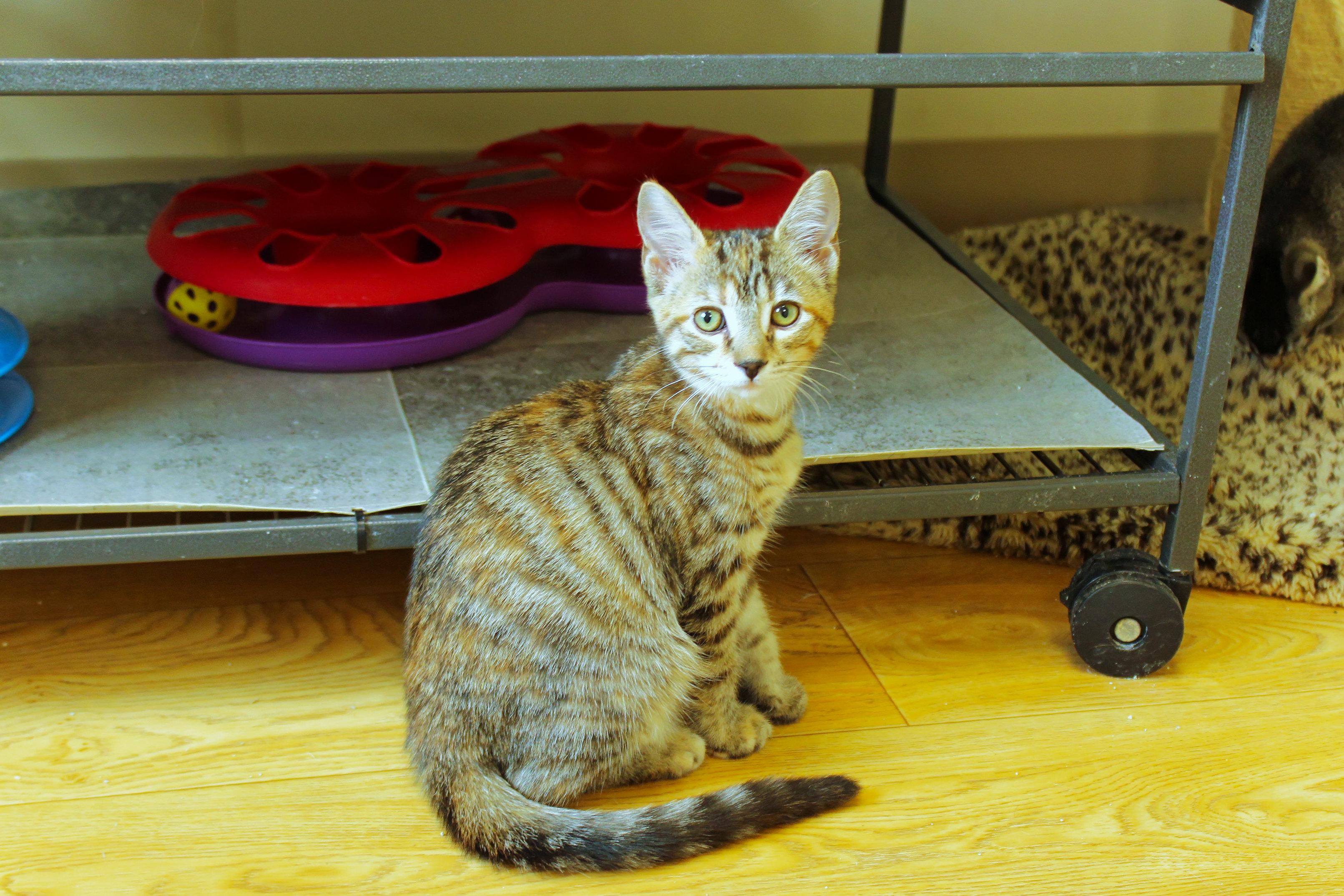 Enlarge Brittany, a ADOPTABLE Domestic Short Hair in Urbana, OH image 5/6
