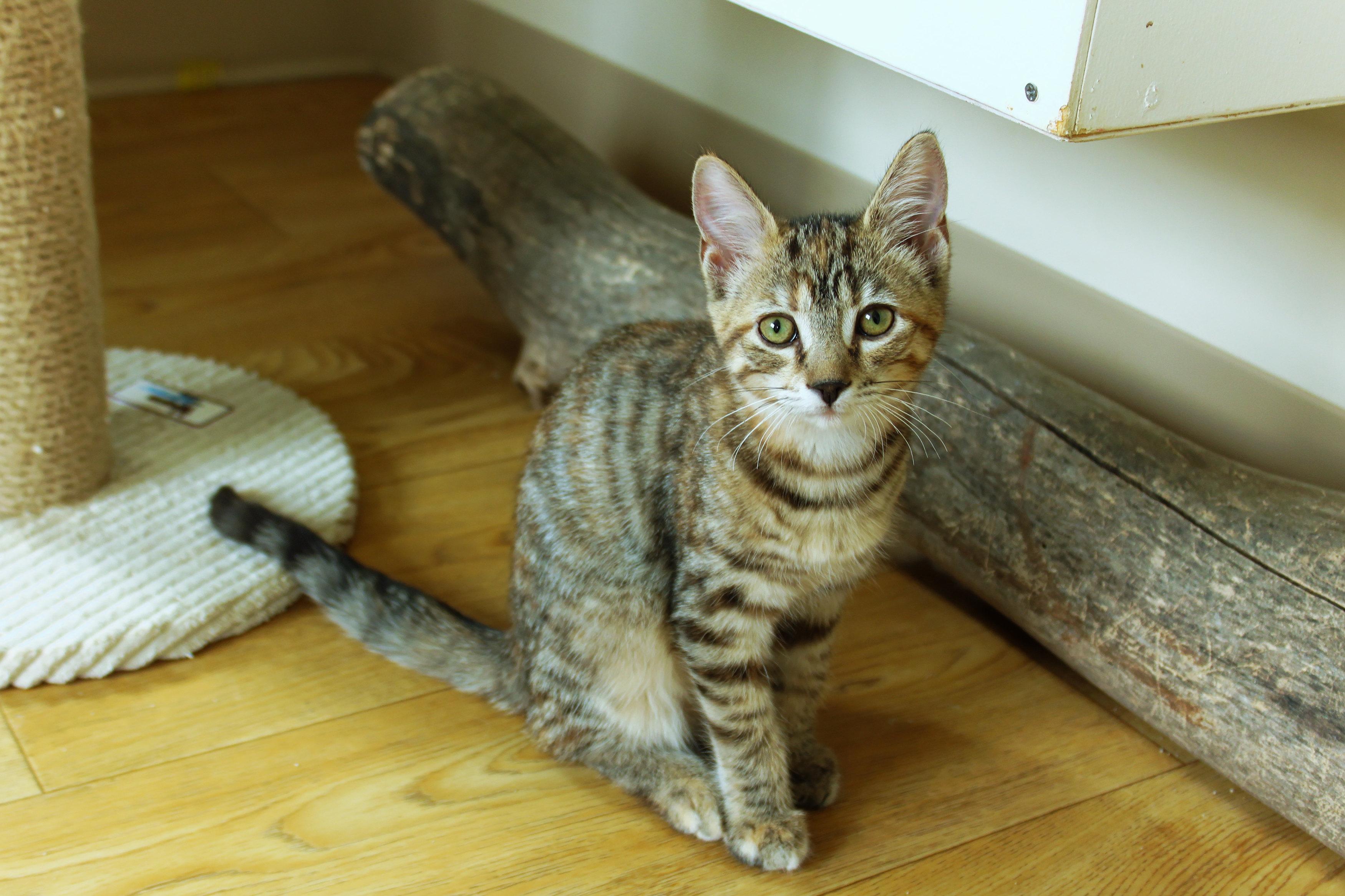 Enlarge Brittany, a ADOPTABLE Domestic Short Hair in Urbana, OH image 1/6