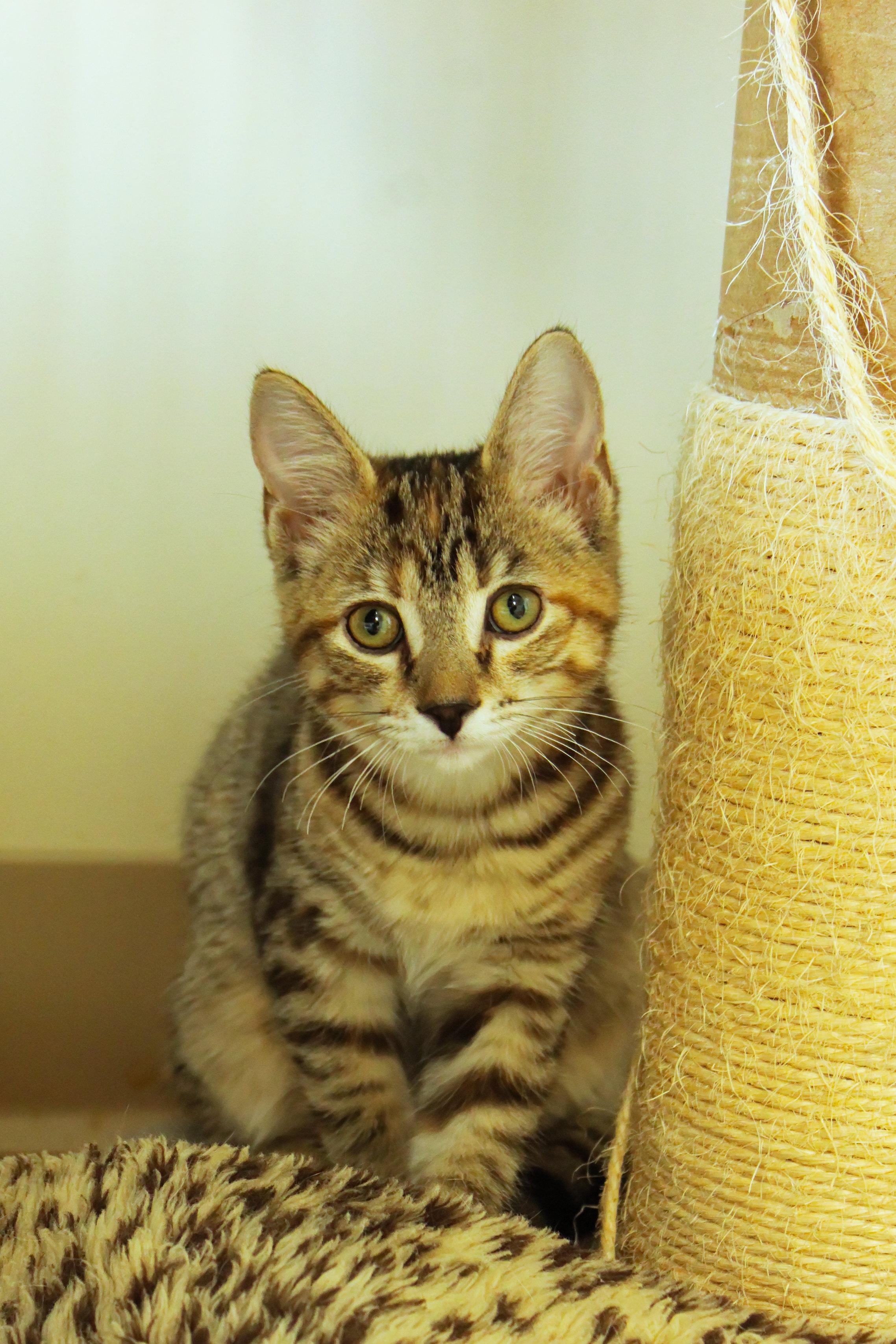 Enlarge Brittany, a ADOPTABLE Domestic Short Hair in Urbana, OH image 2/6