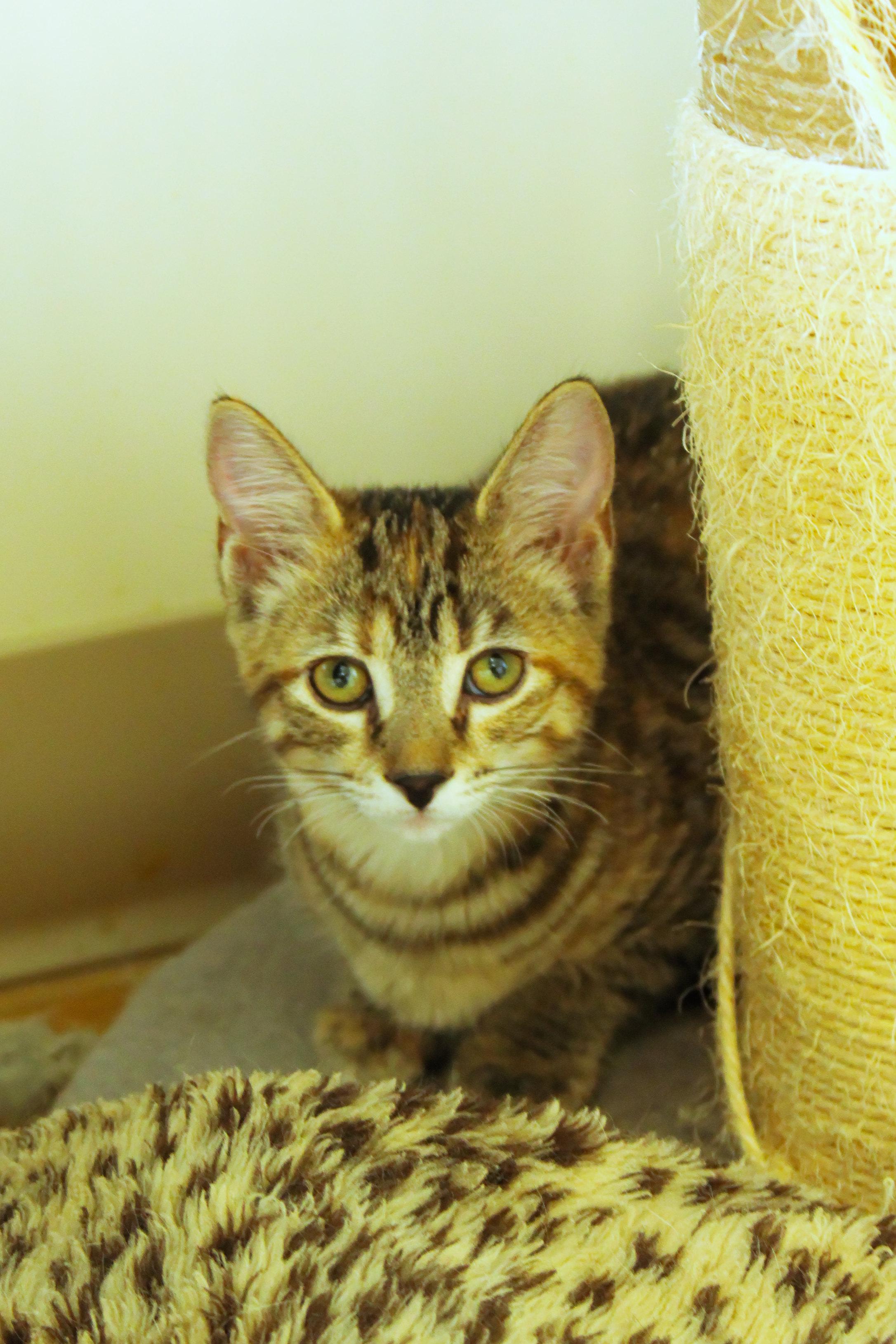 Enlarge Brittany, a ADOPTABLE Domestic Short Hair in Urbana, OH image 4/6
