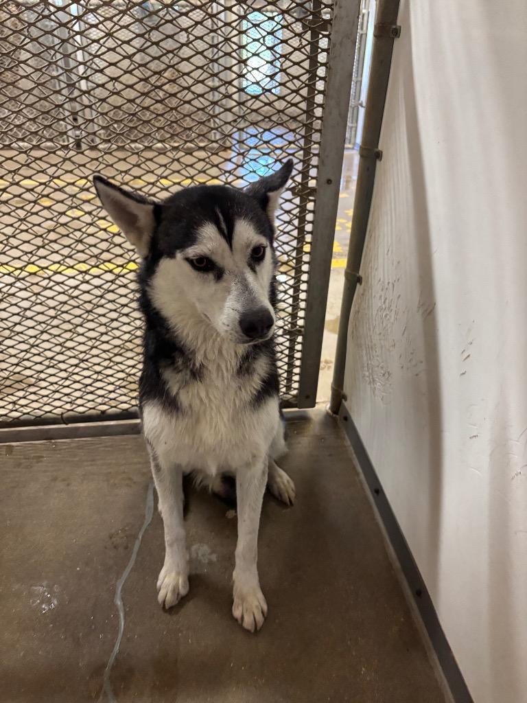 Mestique, Adoptable, Young Female Siberian Husky.